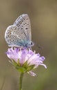 Small blueish butterfly on flower Royalty Free Stock Photo