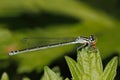 Small Bluetail (Ischnura pumilio)