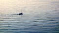 Small Boat on Rippled Water