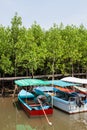 Small Boat for tourists parked in Green Ceriops tagal tree field. Royalty Free Stock Photo