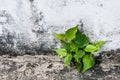 Small bodhi tree Royalty Free Stock Photo