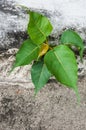 Small bodhi tree Royalty Free Stock Photo