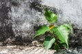 Small bodhi tree Royalty Free Stock Photo