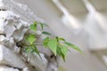 Small bodhi tree growing in concrete