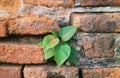 Bodhi Tree Growing on the Historic Brick Wall of Archaeology Site in Ayutthaya, Thailand Royalty Free Stock Photo