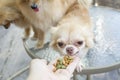 Small body brown chihuahua dog sitting on glass table Royalty Free Stock Photo