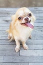 Small body brown chihuahua dog sitting on wood table Royalty Free Stock Photo