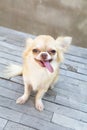 Small body brown chihuahua dog sitting on wood table Royalty Free Stock Photo