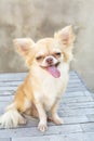 Small body brown chihuahua dog sitting on wood table Royalty Free Stock Photo