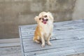 Small body brown chihuahua dog sitting on wood table Royalty Free Stock Photo