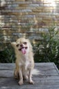 Small body brown chihuahua dog sitting on wood table Royalty Free Stock Photo