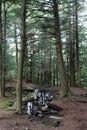 Small body of water tucked between trees at summit of mountain