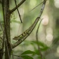 Small Boettger's Chameleon camouflaged in Montagne d'Ambre, Madagascar Royalty Free Stock Photo