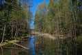 Small boggy lake in the forest on a sunny day Royalty Free Stock Photo