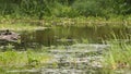 Small boggy lake