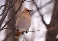 Small Bohemian waxwing bird is perched on a thin, bending tree branch in a serene environment