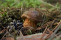 A bolete with a large hat and a thick leg in the Polish forest