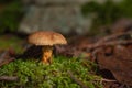 Small bolete mushroom growing from moss