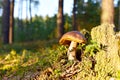 Small bolete mushroom in wildlife in of sunbeams. Porcini Cep White Mushrooms little (Boletus Pinophilus) grow in moss in a forest