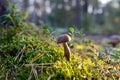 Small bolete mushroom in wildlife in of sunbeams. Porcini Cep White Mushrooms little (Boletus Pinophilus) grow in moss in a forest