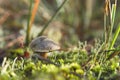 Small bolete toadstool on the green moss