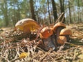 Small boletus and cep mushroom grows