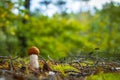 Small boletus mushroom grows in forest