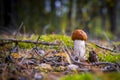 Small boletus mushroom grows in nature