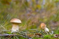 Small boletus mushrooms in forest Royalty Free Stock Photo