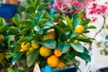 Small bonsai lemon tree with yellow sorrento lemons and green leaves Royalty Free Stock Photo