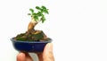 Small bonsai plant on hand. Gardening concept