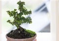 A small bonsai tree that boughing branches and leaflet in a pottery