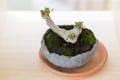 A small bonsai tree that boughing branches and leaflet in a pottery