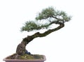 Bonsai on white