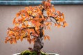 Small bonsai tree changing colors at the Frederik Meijer Gardens during the fall Royalty Free Stock Photo