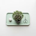 A small bonsai tree displayed on a light green rectangular tray Royalty Free Stock Photo