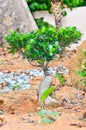 A small bonsai tree