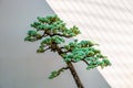 Small bonsai tree growing diagonally.