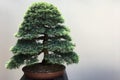 Bonsai tree grows in a pot