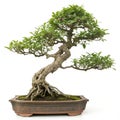 Small bonsai tree with intricate branches isolated on white background Royalty Free Stock Photo