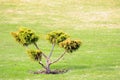 Small bonsai tree