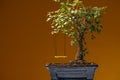 A small bonsai tree planted in a black pot, yellow swing