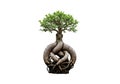 Small bonsai tree with a thick, twisted trunk and exposed roots. The textured trunk Royalty Free Stock Photo