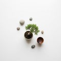 A small bonsai tree in a white ceramic pot centered on a plain Royalty Free Stock Photo