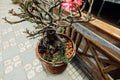 Small bonsai trees decorate the terrace in the cafe asia