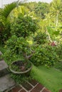 Small bonsai in the tropical garden in Bali. Small tree out door in the sunlight. Unique and green leafy bonsai tree. Green bonsai Royalty Free Stock Photo