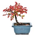 Small bonsai on white background.