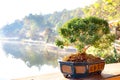 Small bonzai plant tree on the morning. Royalty Free Stock Photo