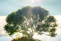 Bonzai plant tree on the morning with sunlight or sunbeams or sunrays from the lake water.