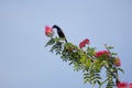 Small bord on Pink flower Powder Puff or Head Powder Puff Royalty Free Stock Photo